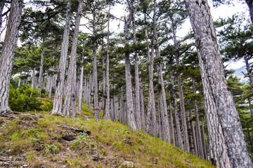 PHOTO of the mountain landscape