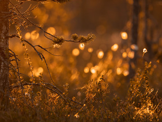 Pine branch in the sunset light. Nature background