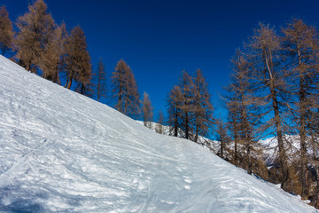 Schnee und Lärchenwald vor blauem Himmel