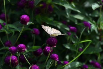 photo of butterfly at Flower in the garden