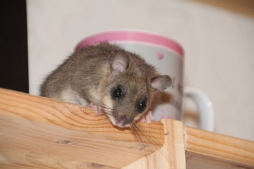 Edible dormouse on a shelf