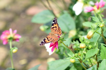 photo of butterfly at Flower in the garden