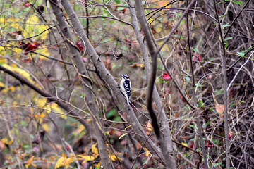 bird on a branch