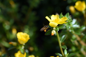 Honey Bee at yellow flower at park 