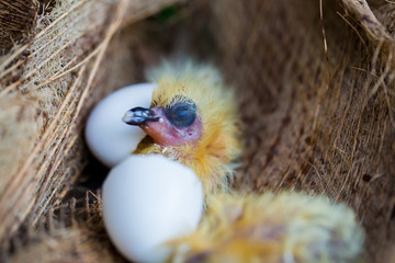 little pigeon in the nest , baby birds just hatching from egg