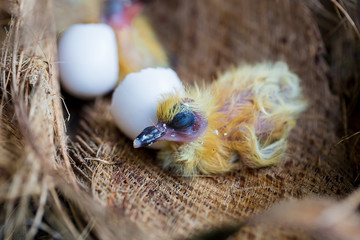 little pigeon in the nest , baby birds just hatching from egg