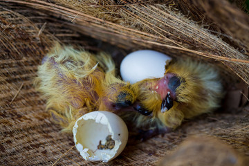 Naklejka na ściany i meble little pigeon in the nest , baby birds just hatching from egg