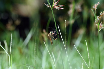 photo Close Up Insect at Green Leaf in the garden