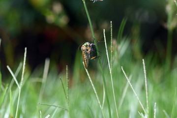 photo Close Up Insect at Green Leaf in the garden