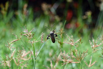 photo Close Up Insect at Green Leaf in the garden