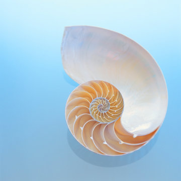 Chambered nautilus spiral shell on blue background. Beautiful seashells summer beach patterns elements.