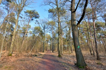 Joli paysage de forêt en hiver