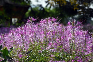 purple flowers in the garden