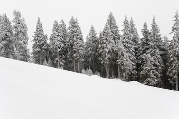 Line of winter fir trees
