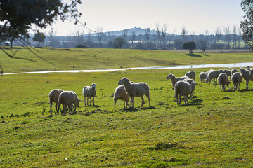 Obraz premium Flock of sheep grazing in the green field with holm oaks and a lake, on a sunny day
