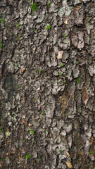 wet skin of the tree. abstract wood texture