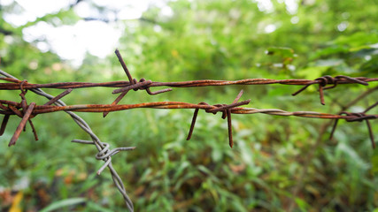 the fencing wire near the green forest