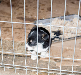 lonely puppy with a plate of food in the city shelter