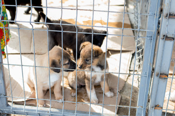 cute puppies in city shelter