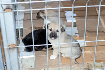three puppies in the shelter house
