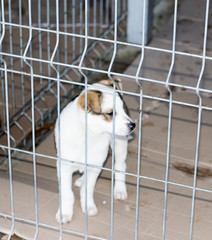 beautiful spotted puppy behind bars shelter