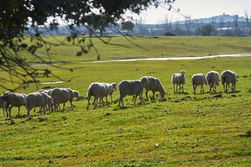 Naklejka na ściany i meble Flock of sheep grazing in the green field with holm oaks and a lake, on a sunny day