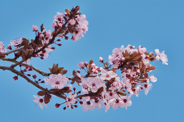 Pretty almond tree with pink flowers in the month of February