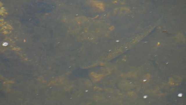 Wild brown trout / Salmo trutta swimming in a clear stream