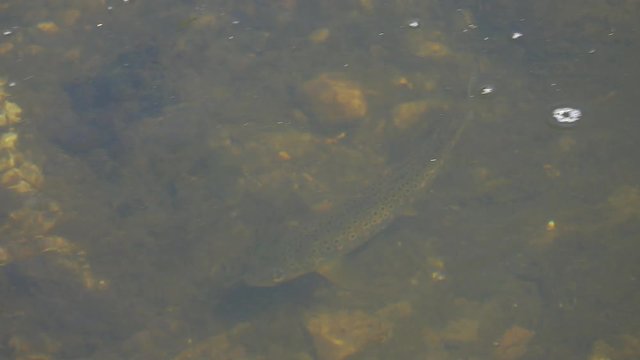 Wild brown trout / Salmo trutta swimming in a clear stream. Close up.