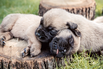 Sleeping mastiff friends