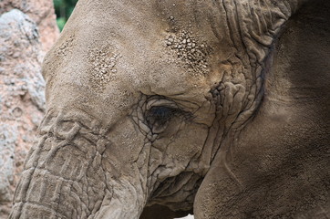 Elefante Viejo