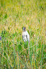 Wood stork birds. Florida. USA