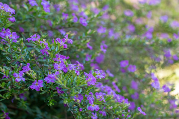 Abstract sunlit background of purple heather flowers and textured green foliage in the garden ~SUNLIT GARDEN~