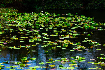 Wild swamp in Florida. Nature lake and forest. 