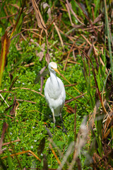 Cattle egret bird. Florida. USA. 