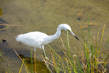 Intelligent egret birds. Florida. USA. 