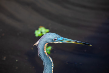 Little blue heron birds head. Florida. USA. 