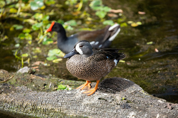 Blue-winged teal bird. Florida. USA. 