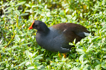 Common gallinule bird. Florida. USA. 
