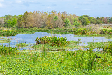 Wild swamp in Florida. Nature lake and forest. 