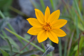 yellow flower