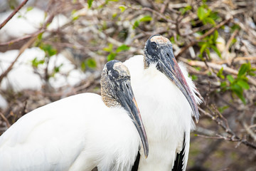 Wood stork birds. Florida. USA