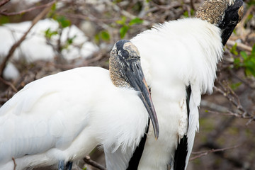 Wood stork birds. Florida. USA