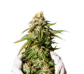 Popular strain of Cannabis