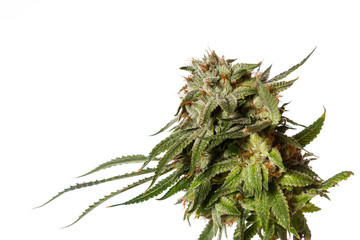 Popular strain of Cannabis