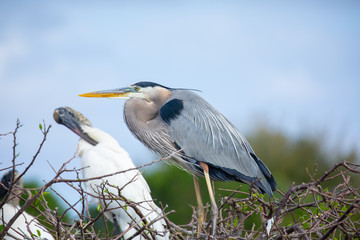 Great blue heron bird. Florida. USA.