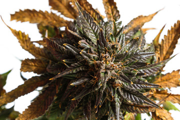 LSD hybrid strain of cannabis