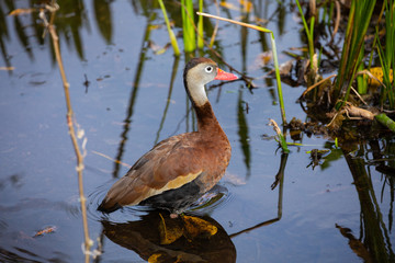 Black-bellied whistling duck bird. Florida. USA. 