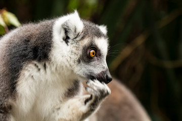 Funny, cute lemur holds a paw at the mouth and looks thoughtfully into the distance, as if trying to remember something, against a blurred background. © koldunova