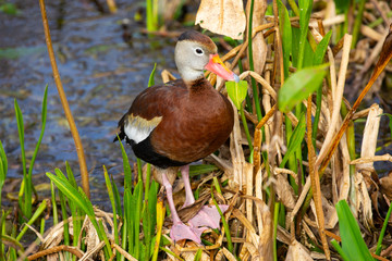 Black-bellied whistling duck bird. Florida. USA. 